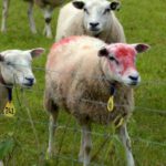 Foto van gekleurde schapen